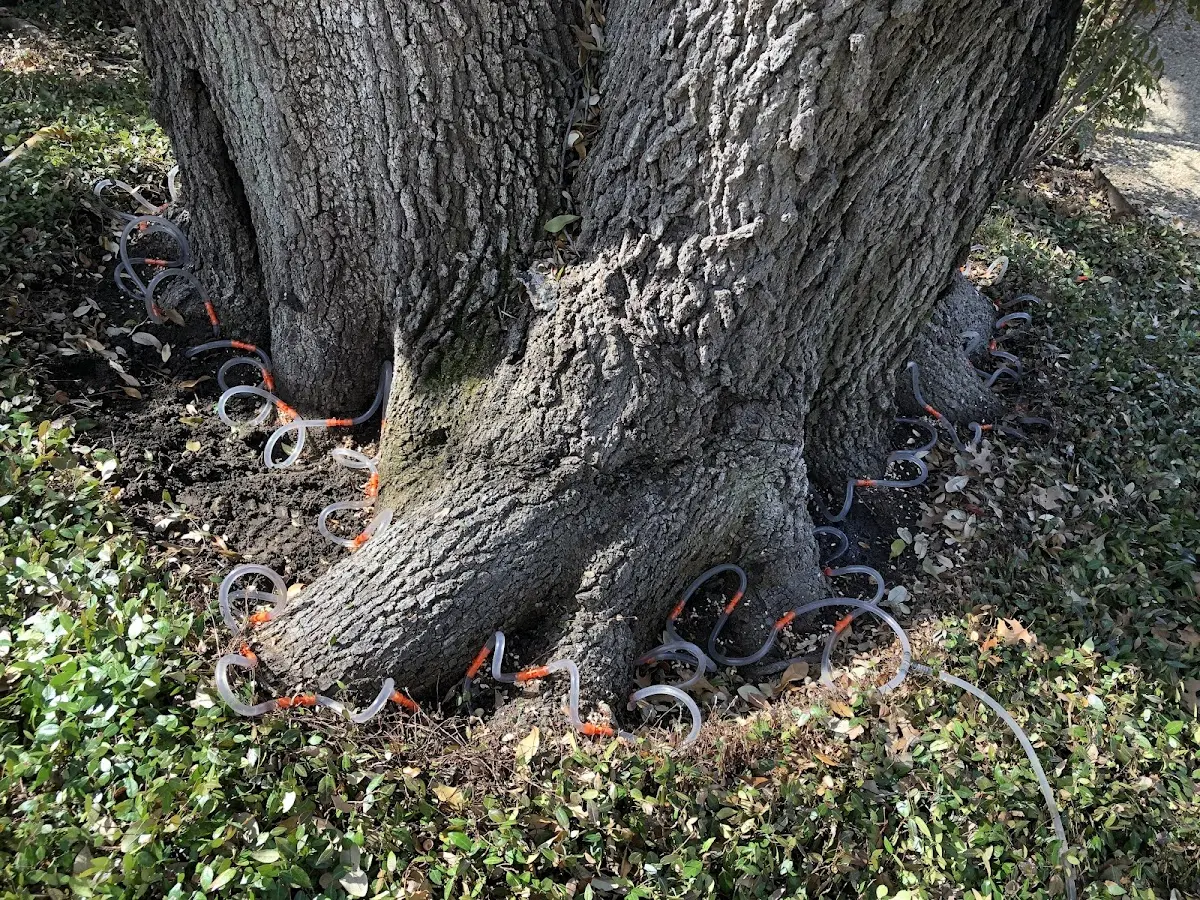 Detailed Tree Cabling and Bracing job site in Cressona
