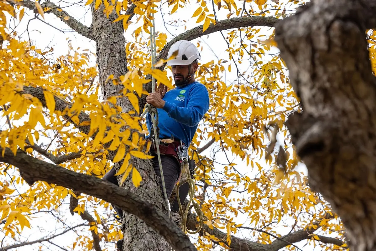 Skilled Tree Trimming crew working in Cressona