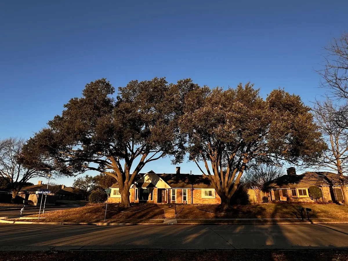 Established residential canopy tree shading a home in Cressona